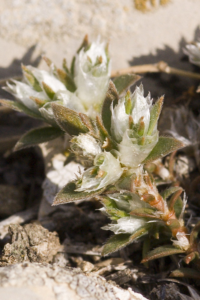 Paronychia argentea